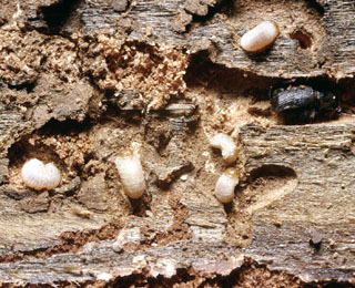 Mountain Pine Beetle - Dendrotonus ponderosae